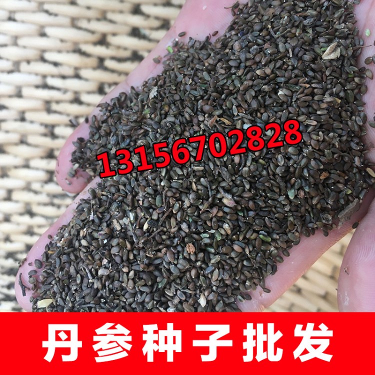 中藥材種植丹參種子紫花丹參小籽2018新鮮新采航天丹參籽量大從優(yōu)