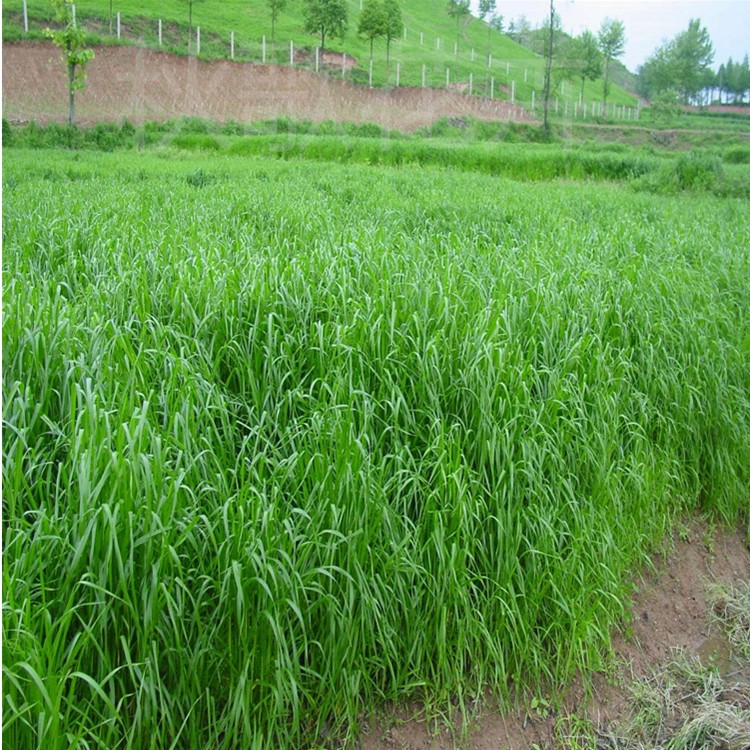 牧草種黑麥草冬牧70草種牧草特高黑麥草種品種量大優(yōu)惠