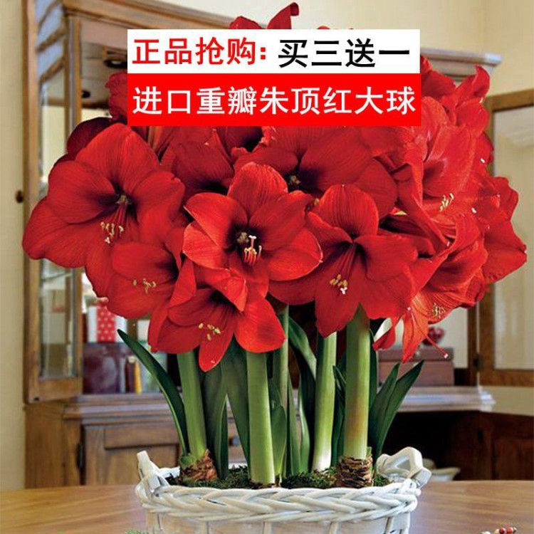 朱頂紅盆栽重瓣種球大帶花四季種植室內盆栽花卉觀花植物好養