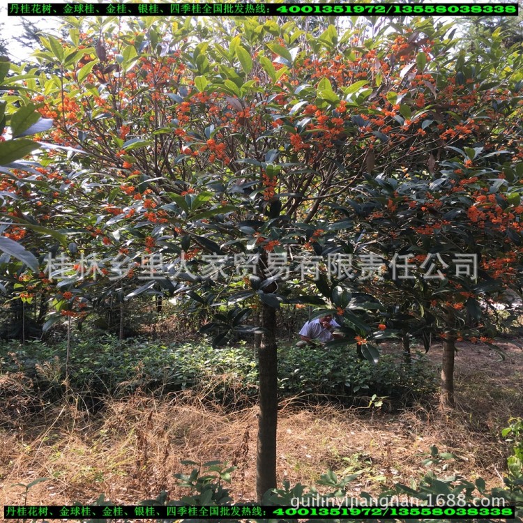 批發(fā)直徑8公分粗開紅色花丹桂桂花樹