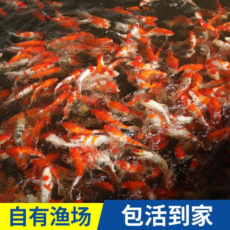 漁場大量供應30部C級錦鯉魚 25cm-30cm淡水觀賞魚 紅白錦鯉 批發(fā)