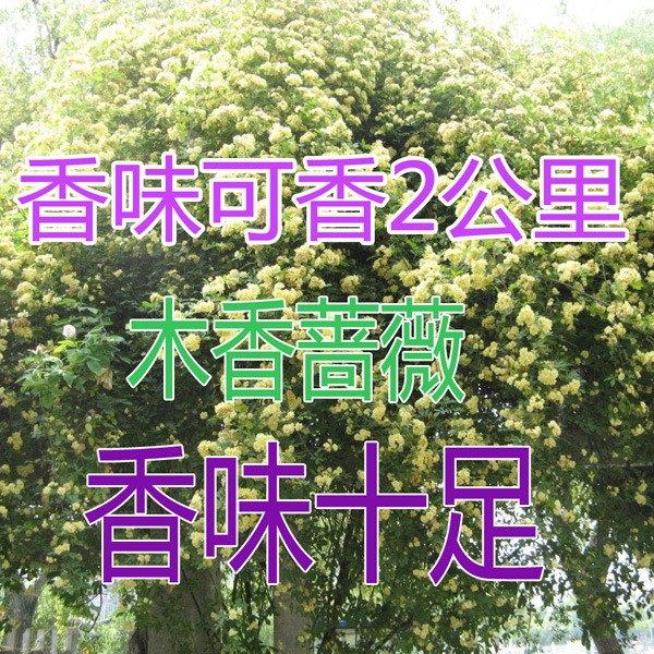 庭院爬藤攀援植物七里香 木香花苗 四季薔薇陽臺花卉盆栽綠植爬墻