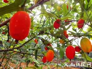 保健型、觀光型、稀有水果&mdash;&mdash;野生紅、天黃瓜、山天瓜、紅參果、