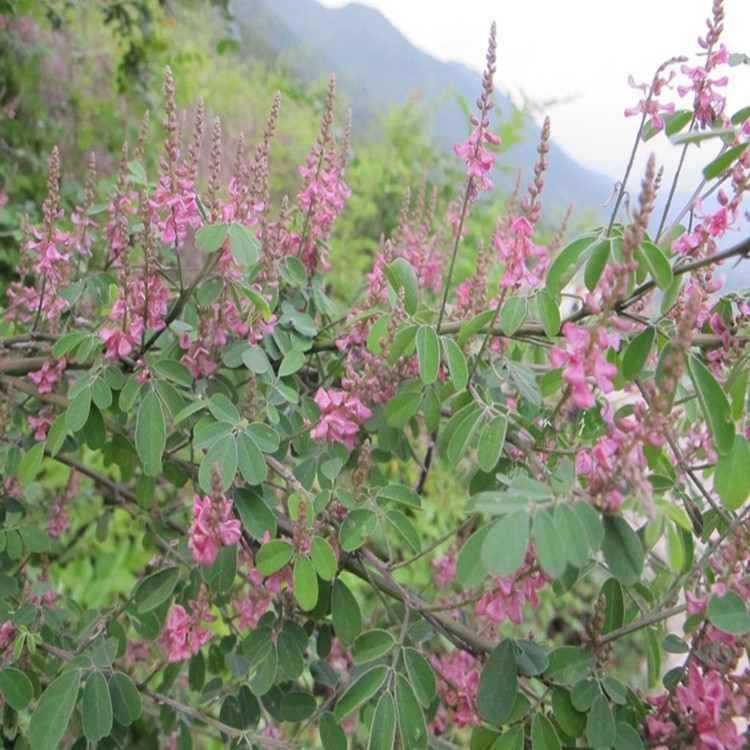 多花木兰种子蜜源植物种子公路护坡绿化多年生护坡灌木种子