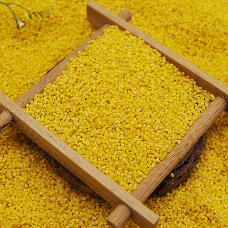 內(nèi)蒙古農(nóng)家特產(chǎn)小米  小黃米新上市能熬出米油500g  煮小米粥