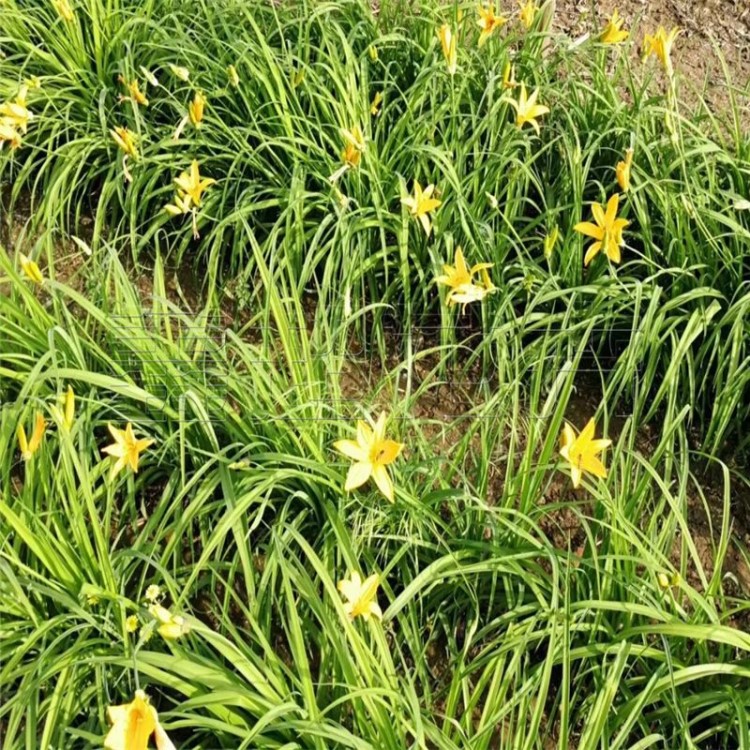 金娃娃萱草苗圃直銷 大花金娃娃萱草價格優(yōu)品質(zhì)好 宿根花卉供應