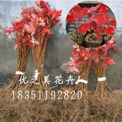 批發(fā)出售四季紅日本紅楓 嫁接紅楓美國紅楓 挪威金葉黃金楓樹苗