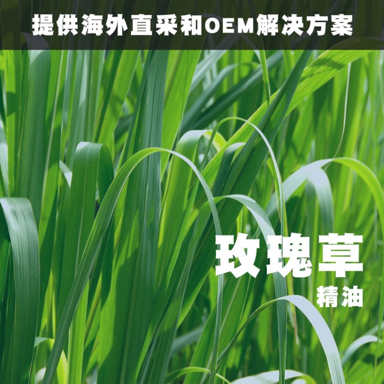 活動(dòng) 玫瑰草精油 Cymbopogon martinii Palmarosa 單方