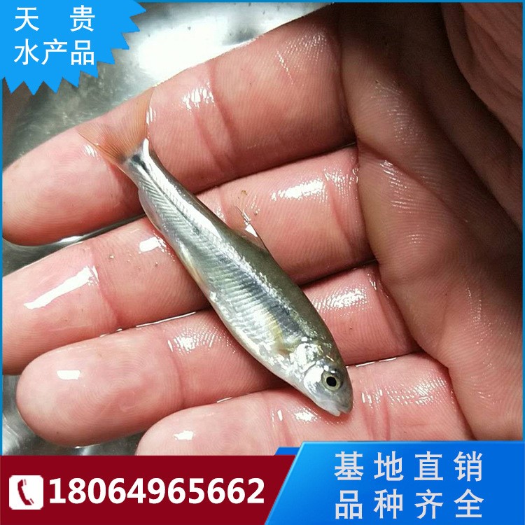 【大量批发】供应雅鱼苗 细鳞鱼 裂腹鱼 现货