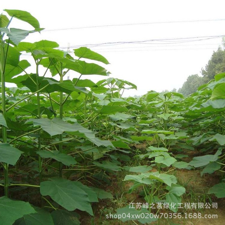 泡桐樹 紫花泡桐苗 園林綠化行道樹 工程苗 常綠喬木 泡桐樹苗