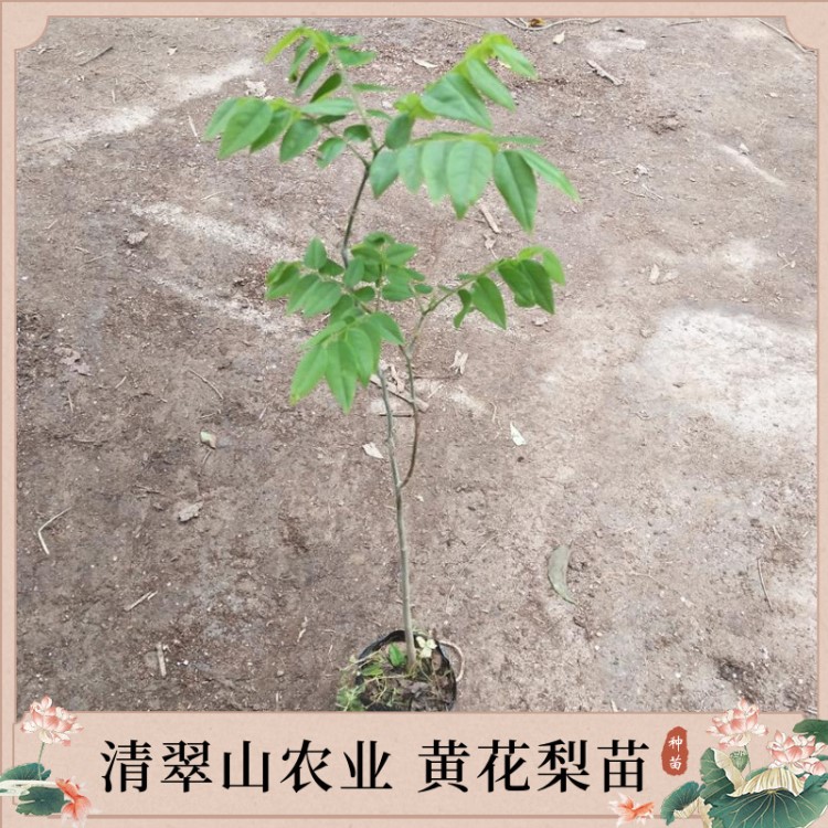 苗圃直供海南黃花梨袋苗盆栽花卉室內(nèi)常綠觀葉植物