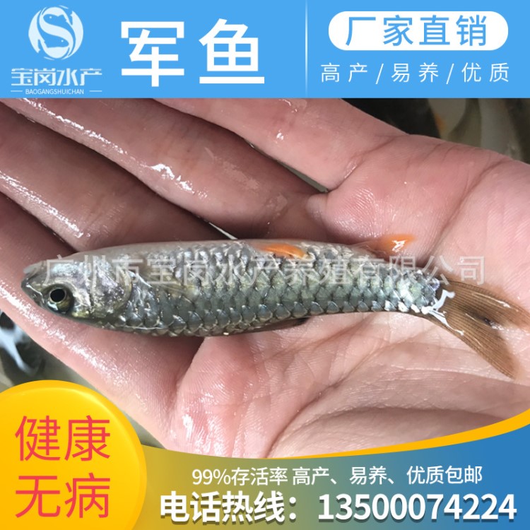 1-8cm養(yǎng)殖軍魚 魚苗、青竹鯇魚苗、光倒刺鲃魚苗、軍魚苗批發(fā)