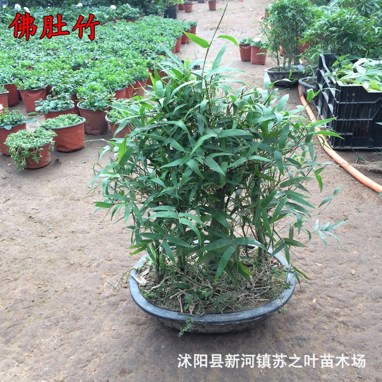 精品推薦佛肚竹盆栽 觀葉植物佛肚 造型竹子苗