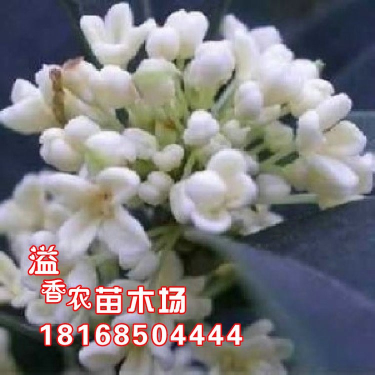 四季桂花樹(shù)苗 白銀桂花苗 白花日香桂苗 庭院室內(nèi)盆栽桂花苗植物