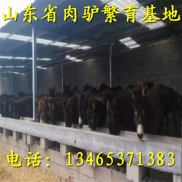 山東鼎順肉驢養殖基地 供應 改良德州驢 廣靈驢 佳米驢 價格便宜