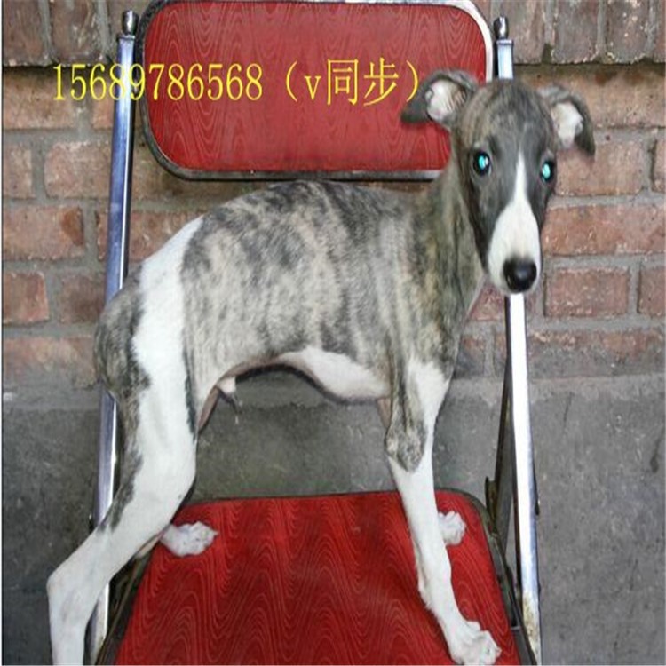 山東細(xì)犬出售 小細(xì)狗靈提犬價(jià)格 黑白全活獵兔犬 格力犬幼犬活體