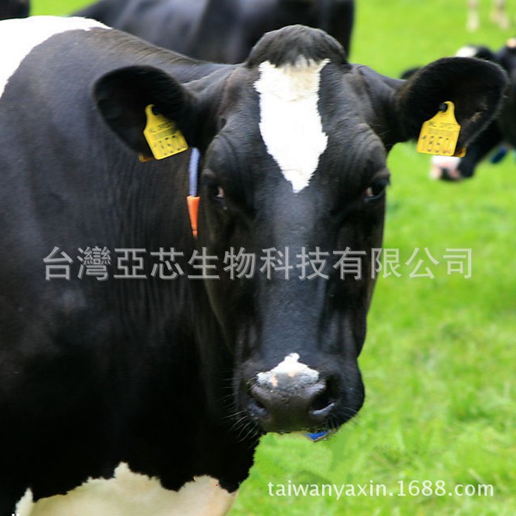 反芻動物益生菌   乳酸菌廠家   微生態(tài)制劑   臺灣菌粉原料