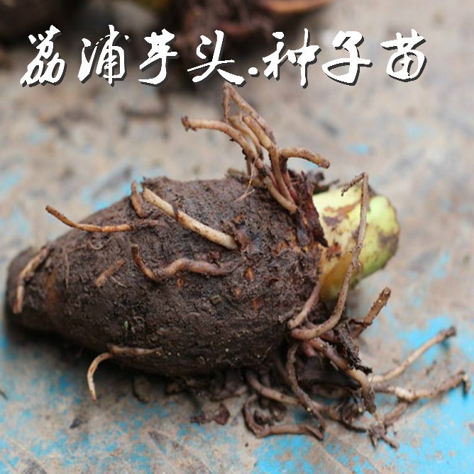 廣西荔浦芋頭種子苗種植苗檳榔大香芋栽培新鮮魔蔬菜育苗5斤種苗