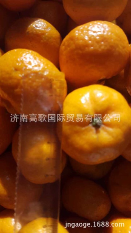 工厂直销 出口级蜜桔 出口蜜桔