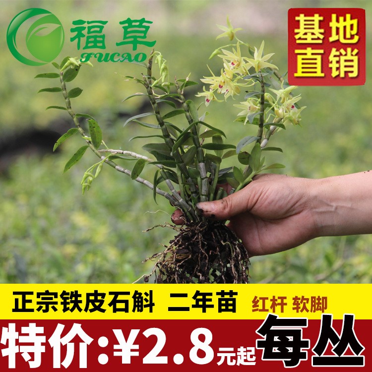 【福草铁皮石斛】大量供应红杆 铁皮石斛苗 2年驯化苗 盆栽