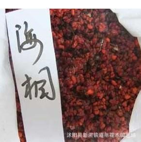 唯愛花舍批發海桐種子 灌木種子 七里香種子 當年新采山瑞