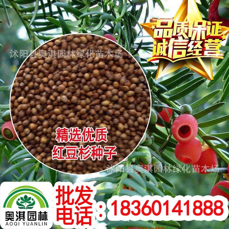 供紅豆杉種子 南方紅豆杉種子 云南紅豆杉種子 曼地亞紅豆杉種子