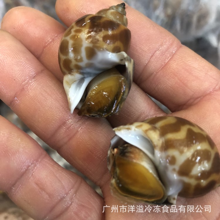 冷冻花螺巴基斯坦速冻花螺活冻无沙东风螺麻辣小海鲜自助餐