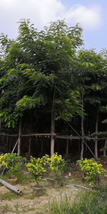 鐵刀木 鐵刀木袋苗 鐵刀木移植苗 福建鐵刀木移植基地