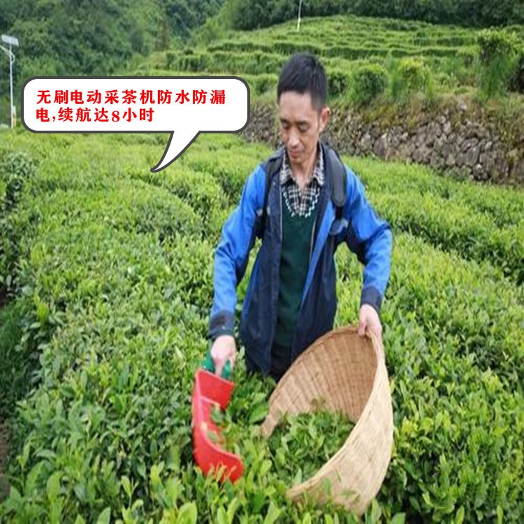 新款BLDC采茶機(jī)生產(chǎn)廠家 榮凱800型電動(dòng)采茶機(jī)無刷智能單人摘茶機(jī)