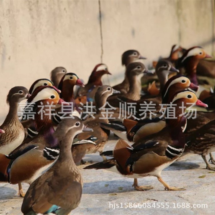 观赏性鸭类 赤麻鸭 花脸鸭出售 特禽养殖场黑天鹅 鸳鸯报价