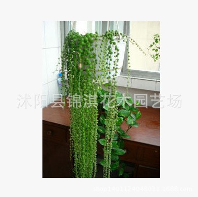 錦淇植物批發(fā) 多肉植物 福珠 吊蘭 一串5-10厘米以上