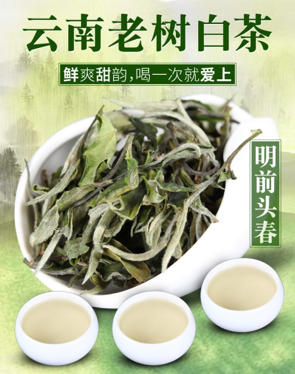 1000g月光白普洱茶 大树美人春茶普洱茶生茶 大白散装茶叶