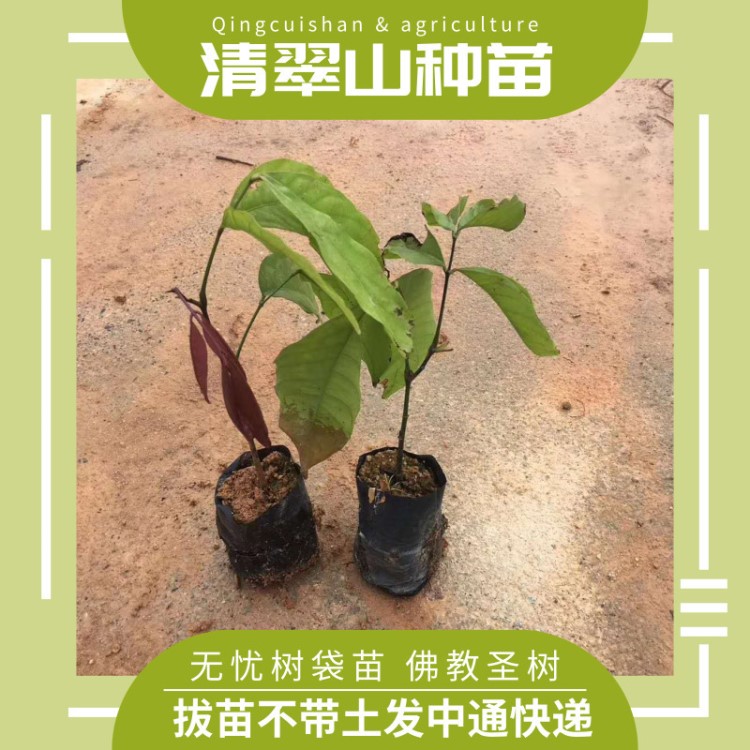 苗圃直供無憂樹苗庭院盆栽花卉園林綠化苗木名貴綠植