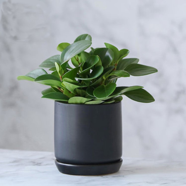 豆瓣绿易办公室盆栽净化空气绿植四季常青喜阳居家装饰盆栽