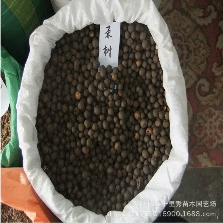 新種子批發(fā) 茶樹種子 茶樹苗種植 花草種子 包發(fā)芽 送種植技術(shù)