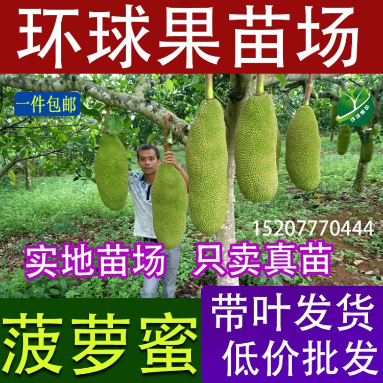 供應(yīng)菠蘿蜜果苗 四季菠蘿蜜 馬來西亞菠蘿蜜 木菠蘿（果樹苗）