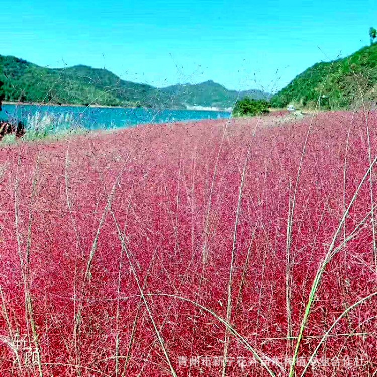 粉黛乱子草 多年生观赏草 毛芒乱子草种子  庭院花卉 花卉苗木