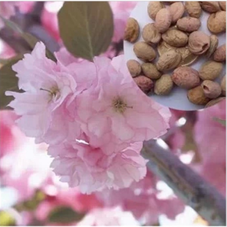 紅花櫻花 日本櫻花種子 山櫻花樹種子櫻桃樹種子綠化買5斤送1斤