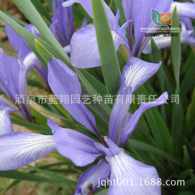 花卉種子馬蘭花種子馬藺蝴蝶花種子馬蓮景觀庭院花海工程批發(fā)