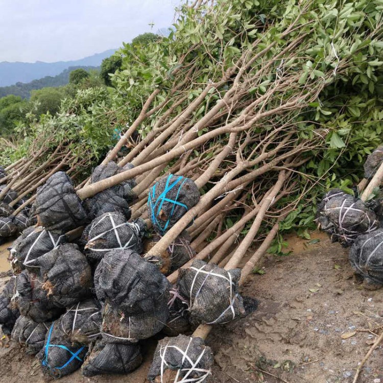 基地批發(fā)常綠喬木 四季桂花苗木 綠化桂花樹 5公分桂花樹 丹桂