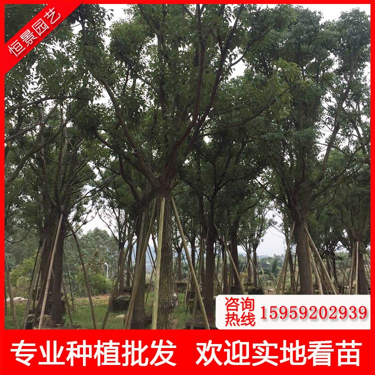 基地直銷(xiāo)米徑22-23公分骨架香樟 福建苗圃供應(yīng)香樟袋苗地苗移植苗