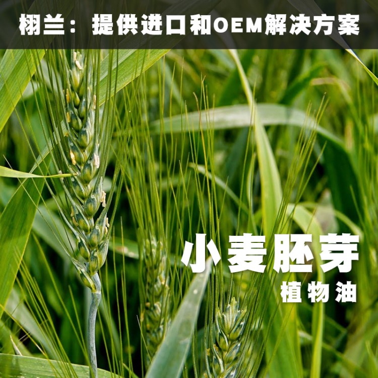 新到货 栩兰 小麦胚芽油Triticum aestivum冷压初榨植物油 美国