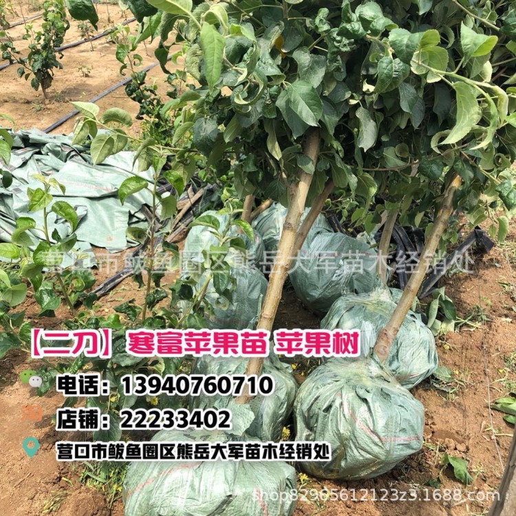 盆栽抗寒品種3年寒富小樹2公分粗育苗基地