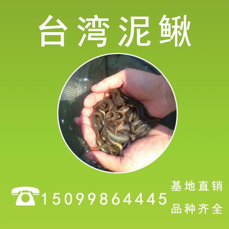 活体黄金台湾泥鳅鱼苗青板鳅苗大副鳞泥鳅苗泥鳅水花泥鳅寸苗种苗