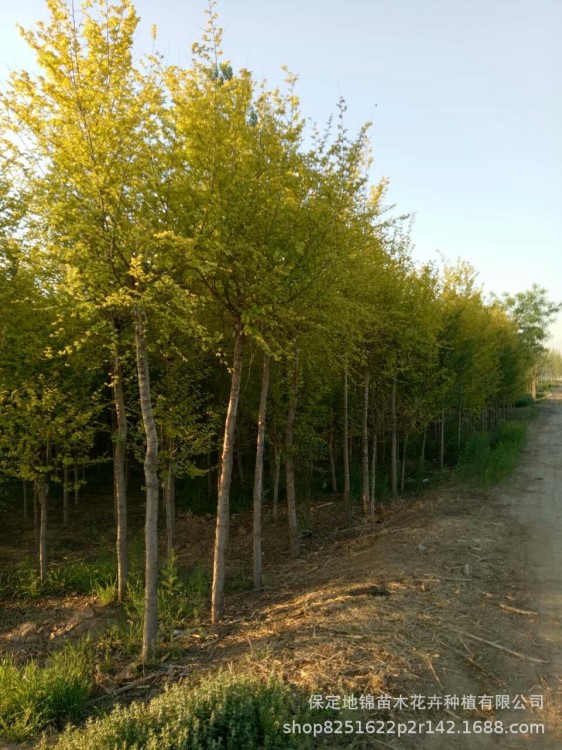 河北 金葉榆小苗基地 高度30-100公分 金葉榆小苗 量大 現(xiàn)貨充足