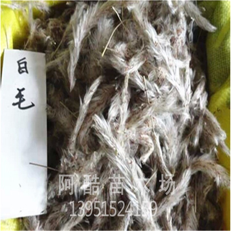 基地白茅種子 茅針種子 茅根種子 當年新采收 林木種子