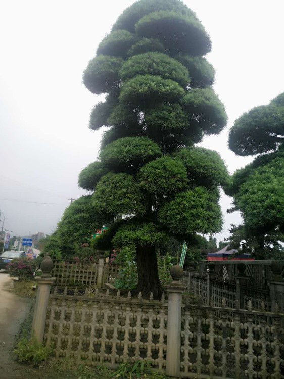 基地直銷，古樁精品造型羅漢松，別墅花園綠化