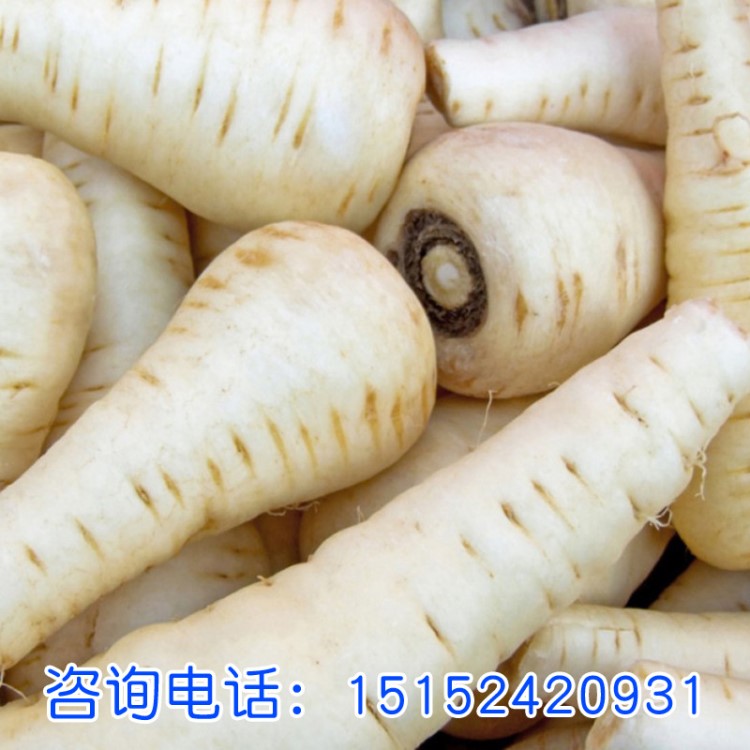 防風防風子種子 當年新種 品質 防風藥材種子發芽率高防風