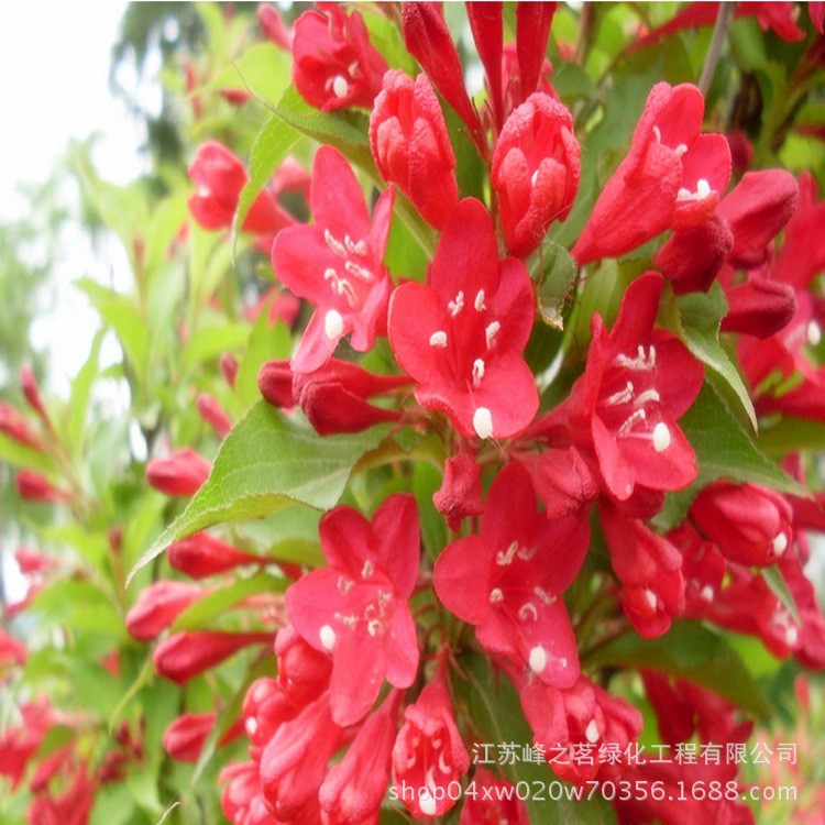 苗木直銷紅子錦帶 園林盆栽花卉植物花葉錦帶 紫葉錦帶小苗