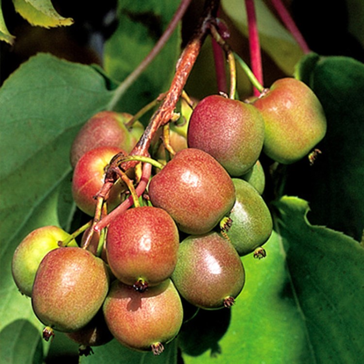 果樹(shù)苗 軟棗獼猴桃樹(shù)苗紅哈迪 水果樹(shù)苗盆栽地栽南方北方四季種植